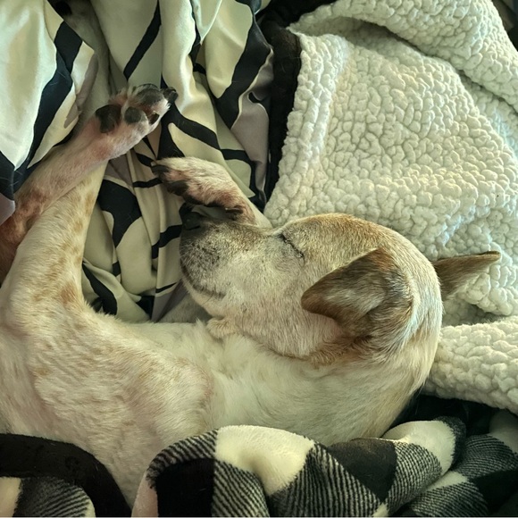 SWEET HAZEL - Picture 9 of 16